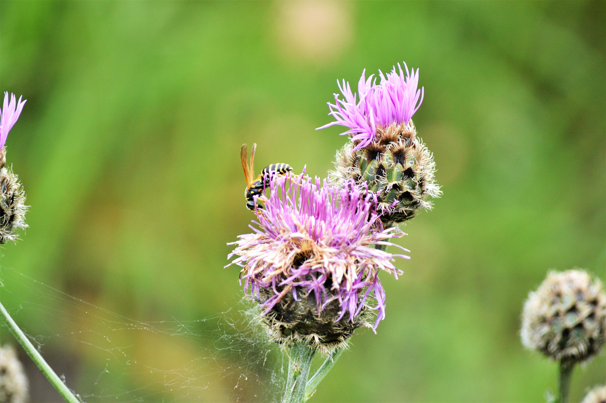 Nikon D3200 sample photo