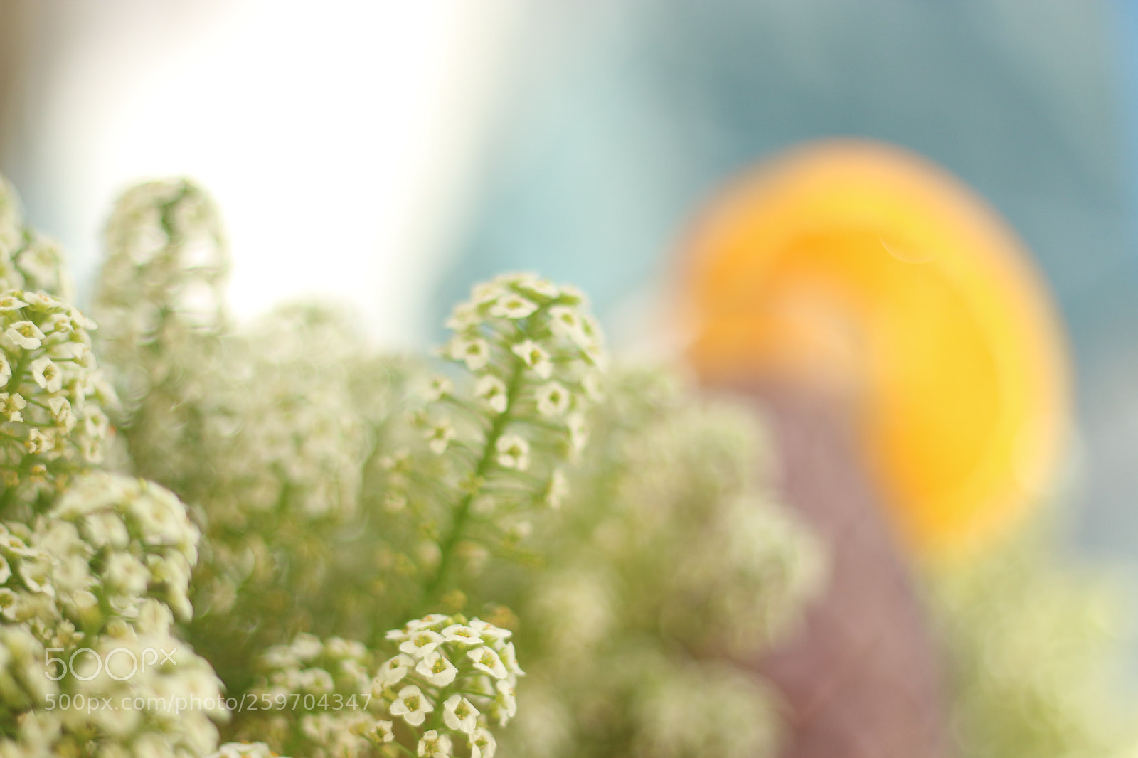 Canon EOS 70D + Canon EF 50mm F1.8 II sample photo. Img photography