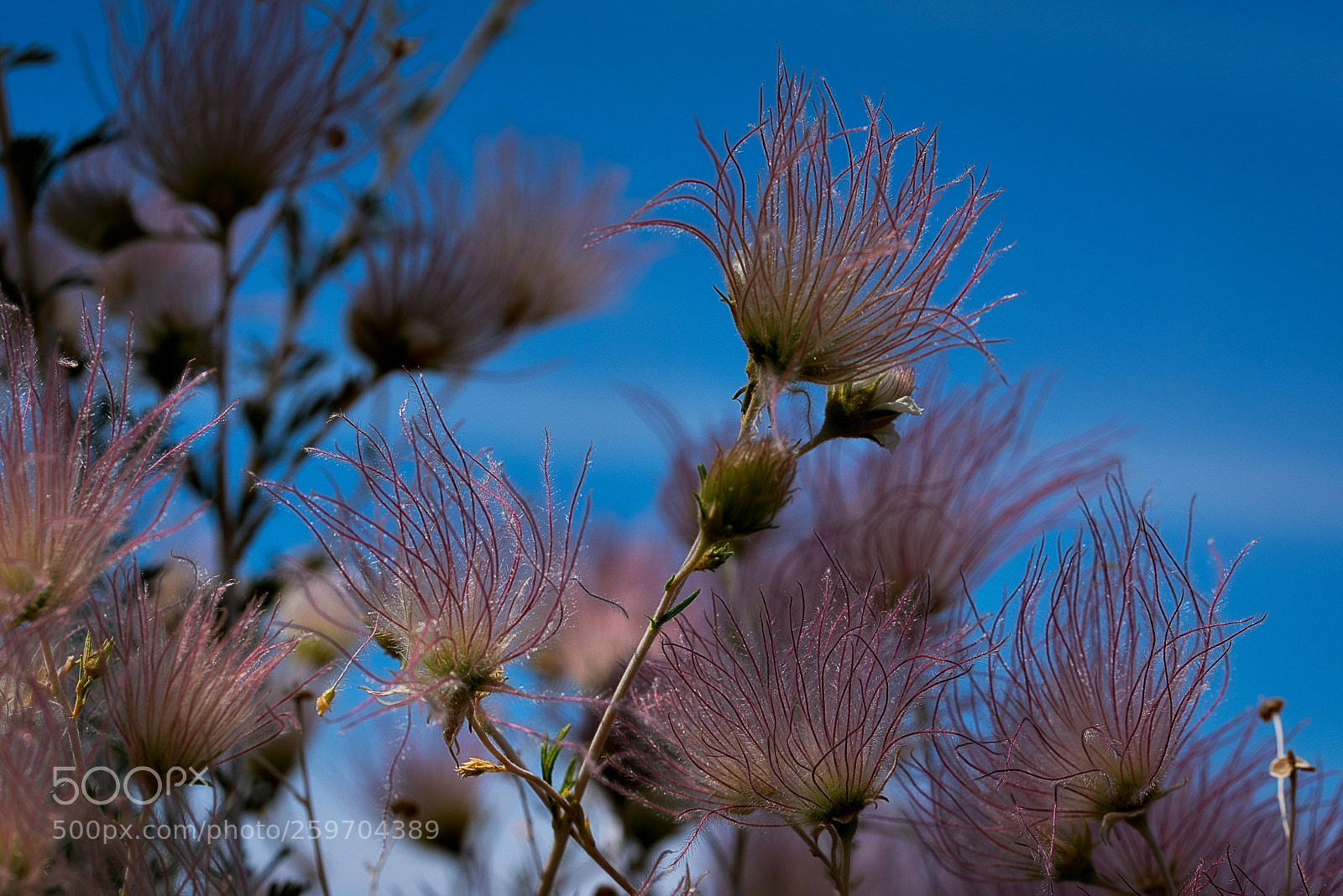 Nikon D750 sample photo. Red and blue photography