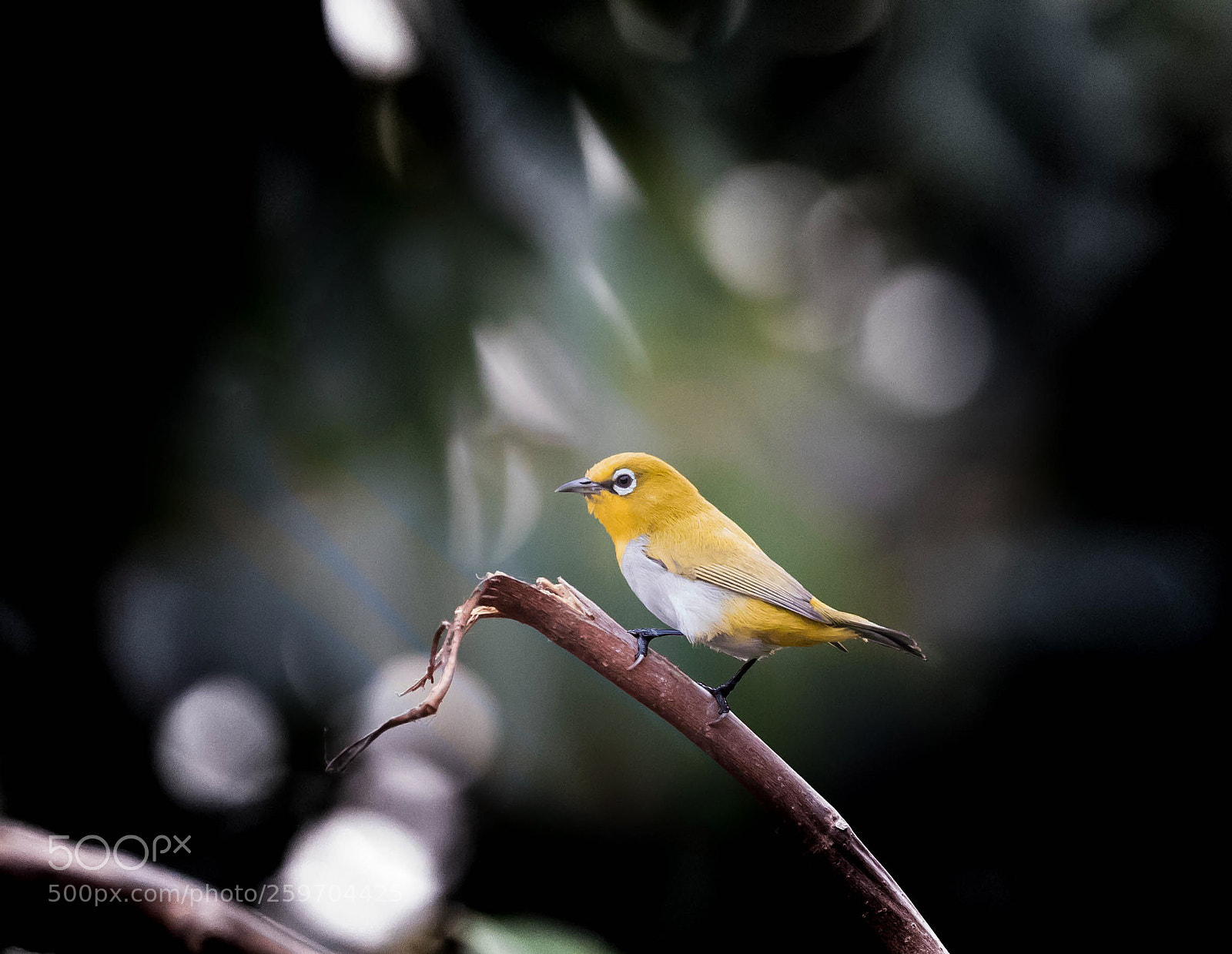 Canon EOS-1D X Mark II sample photo. Oriental white eye bird photography