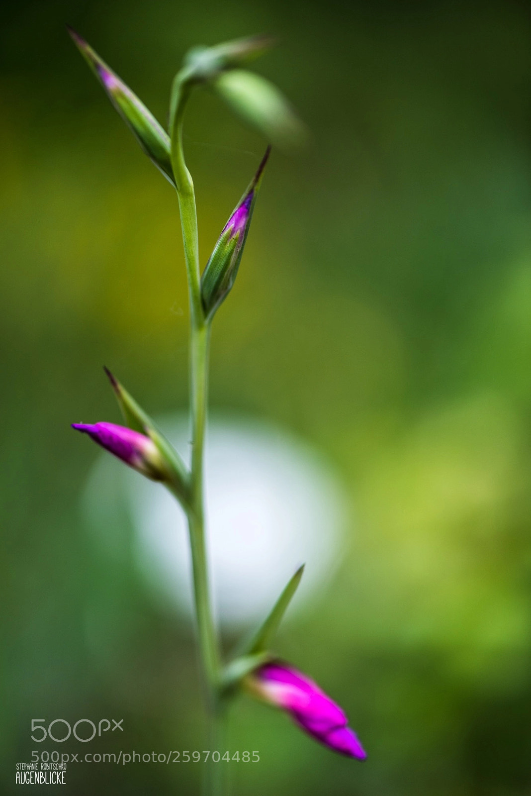Nikon D750 sample photo. Crowing up photography