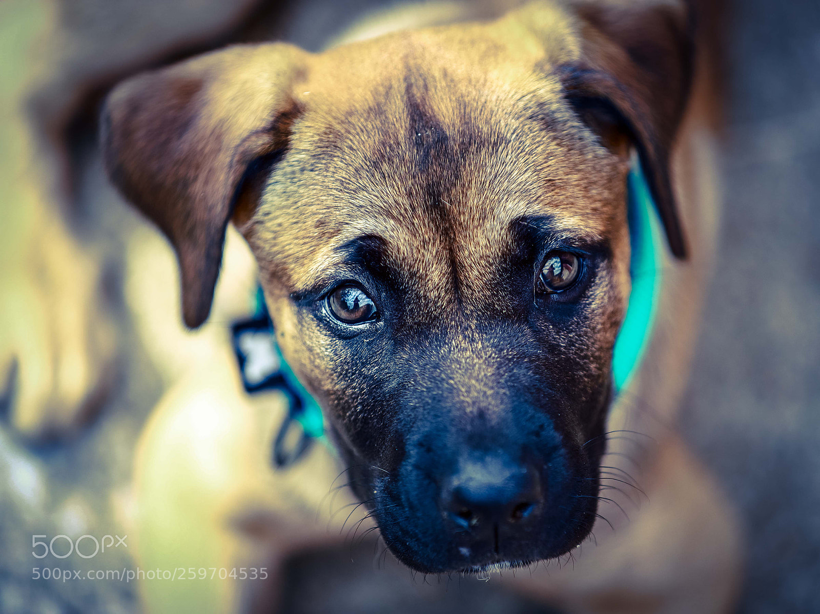 Canon EOS 6D Mark II sample photo. Ollie... photography