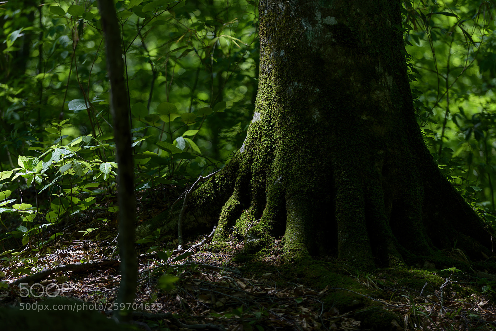 Nikon D810 sample photo. Ancient forest photography