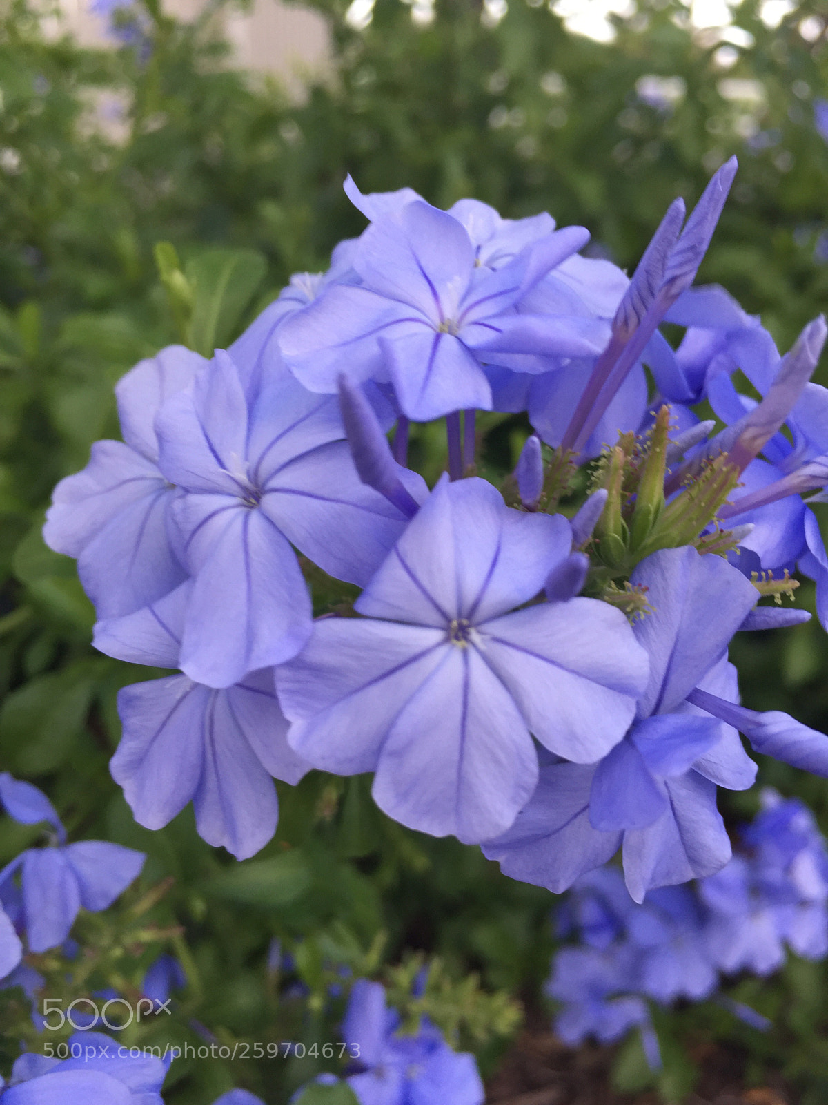 Apple iPhone 6 sample photo. Everything blue .... down photography