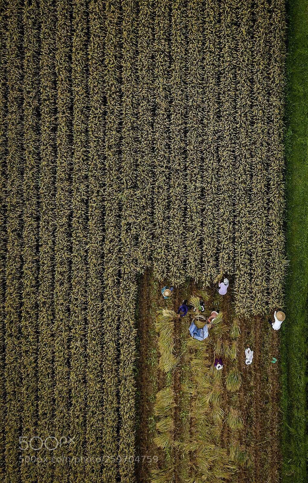 DJI FC220 sample photo. Rice workers  photography