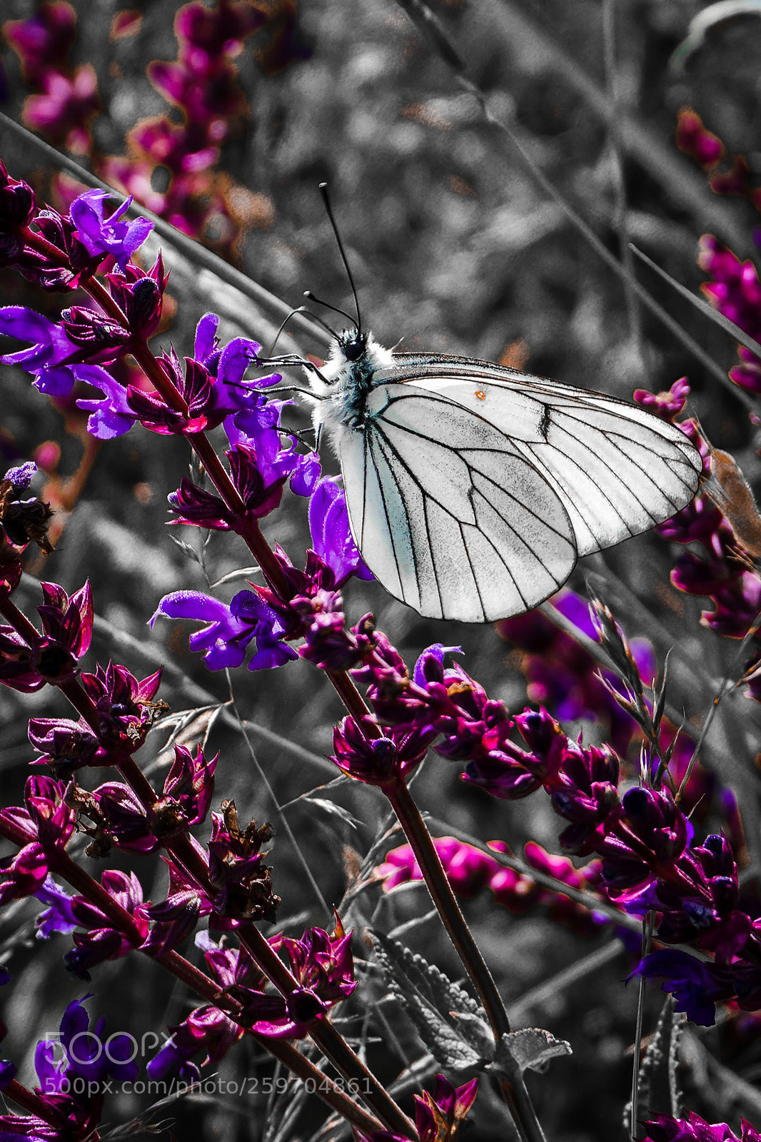 Sony a6000 sample photo. Spring time photography
