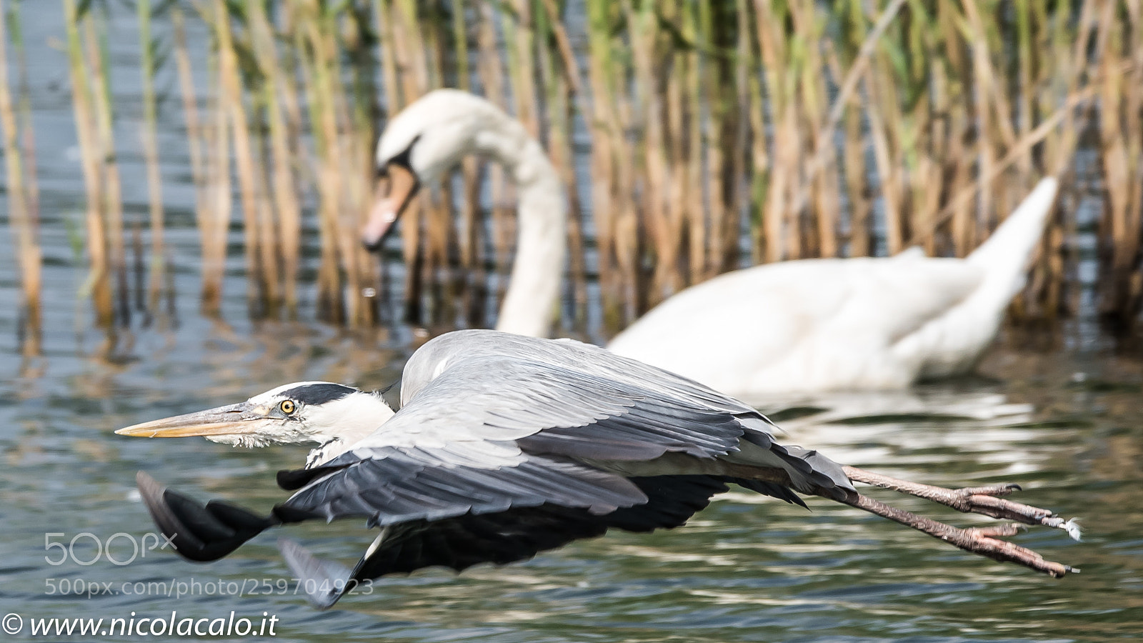 Nikon D750 sample photo. Airone photography