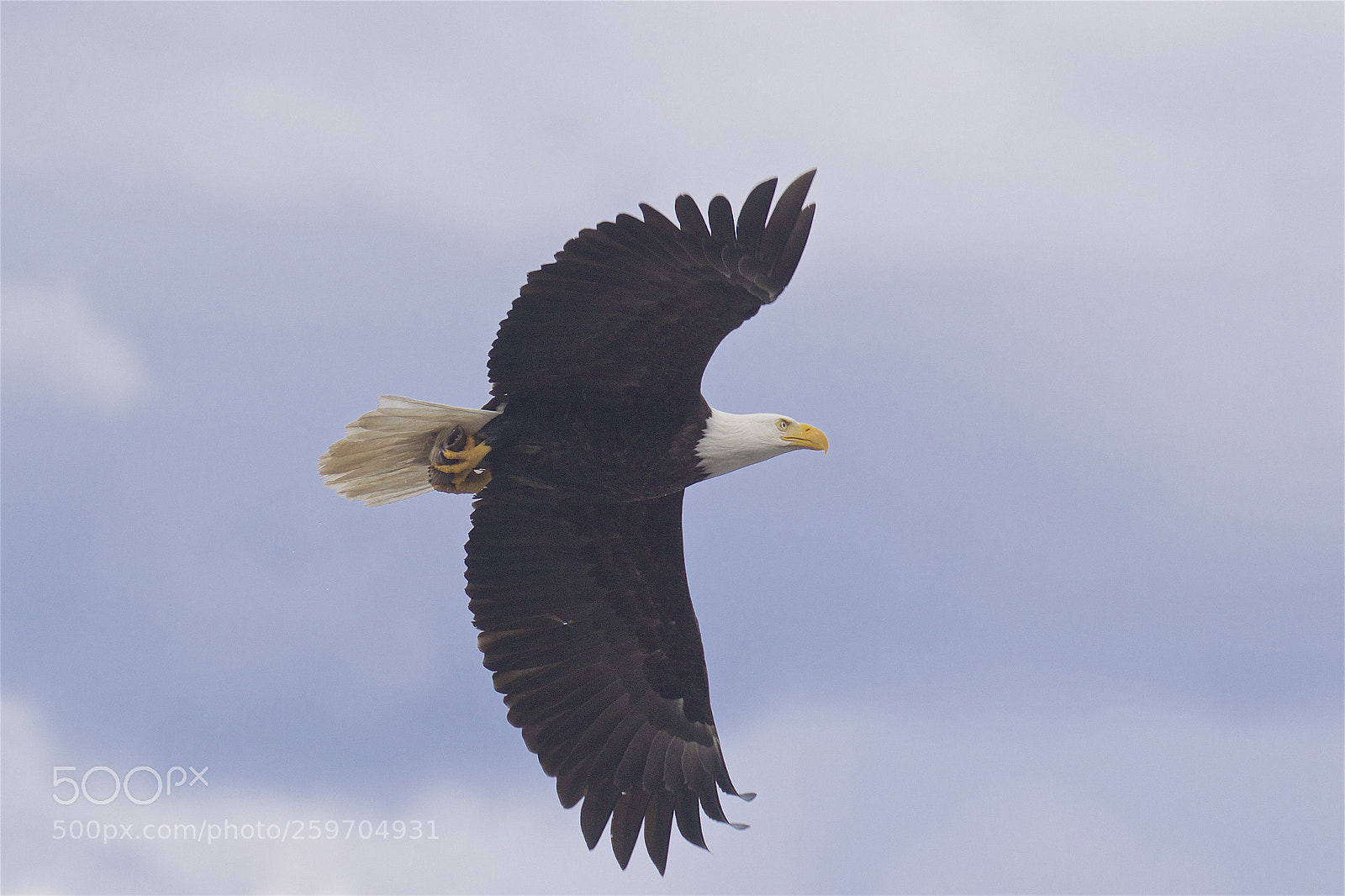 Canon EOS 7D Mark II sample photo. A bald eagle with photography