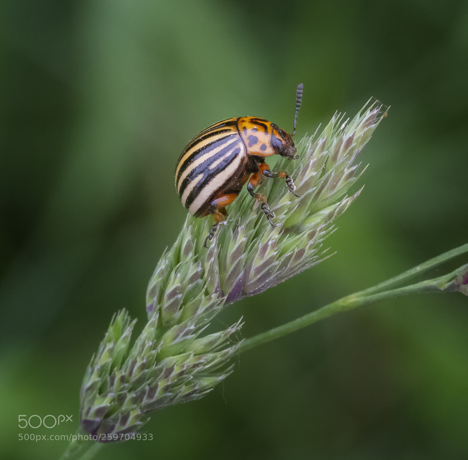 Canon EOS 7D sample photo. Kartoffelkäfer / potato beetle photography