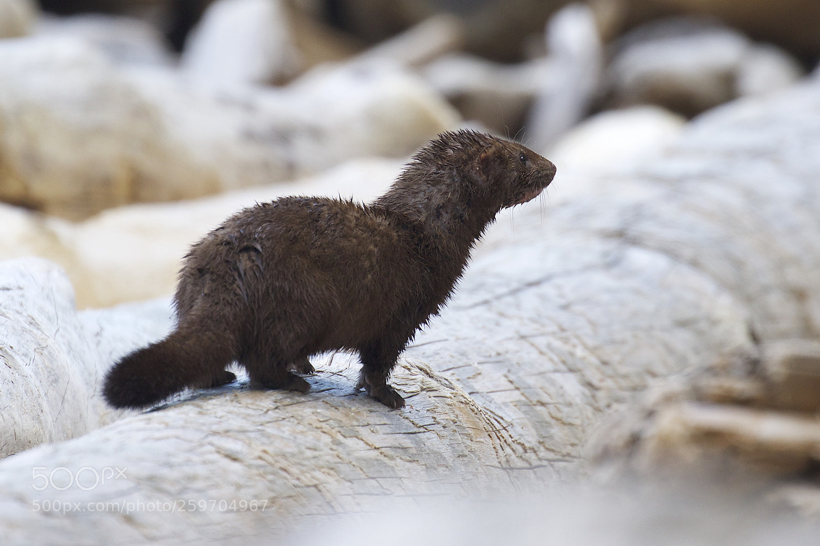 Canon EOS 7D Mark II sample photo. A wild mink photography