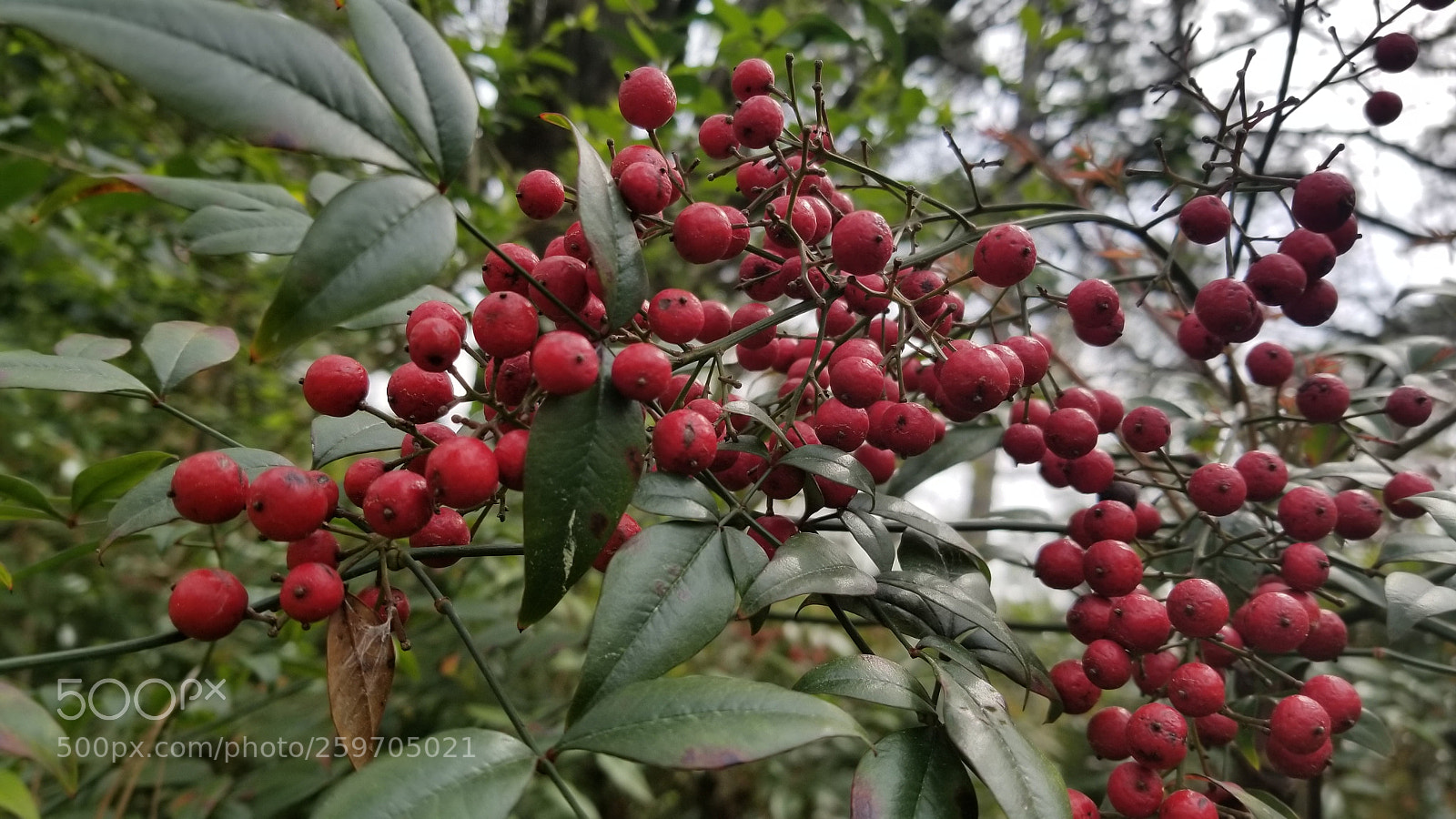 Samsung Galaxy S8+ sample photo. Untitled photography