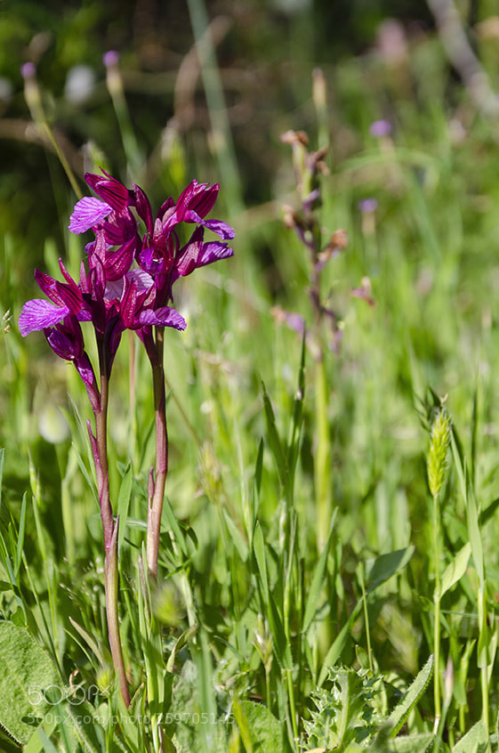 Nikon D7000 sample photo. Orchidee photography