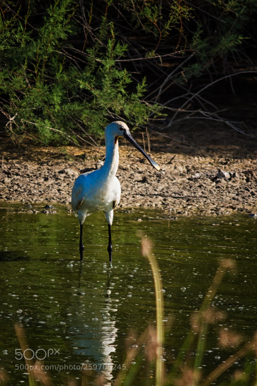 Nikon D7100 sample photo. Spatola photography