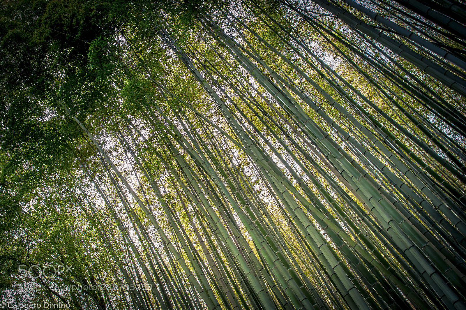 Nikon D3200 sample photo. Bamboo forest photography