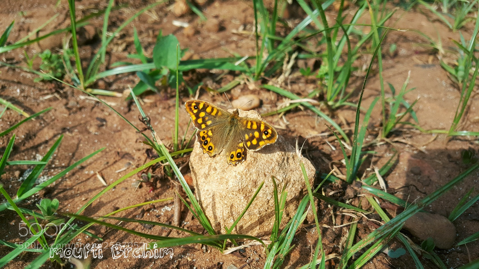 Samsung Galaxy Note5 sample photo. The butterfly photography