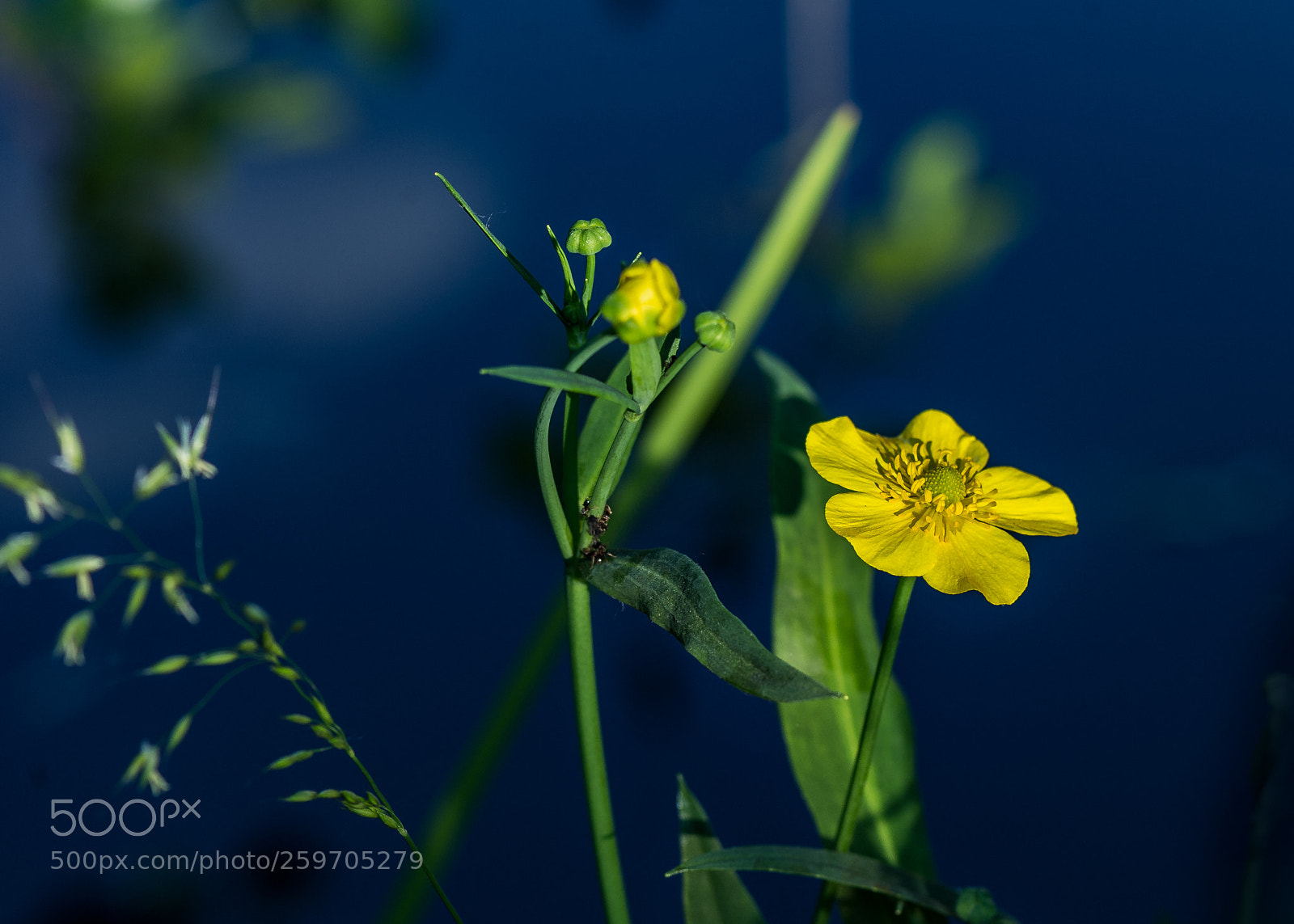 Nikon D4 sample photo. Complementary blue and yellow photography