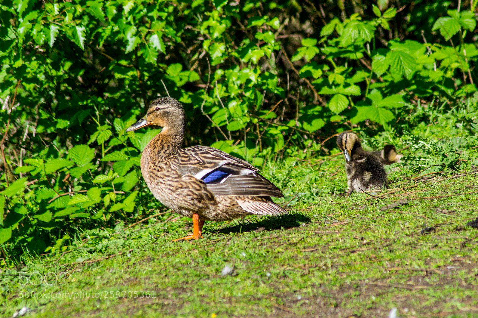 Nikon D3100 sample photo. Wildlife at sevenoaks photography