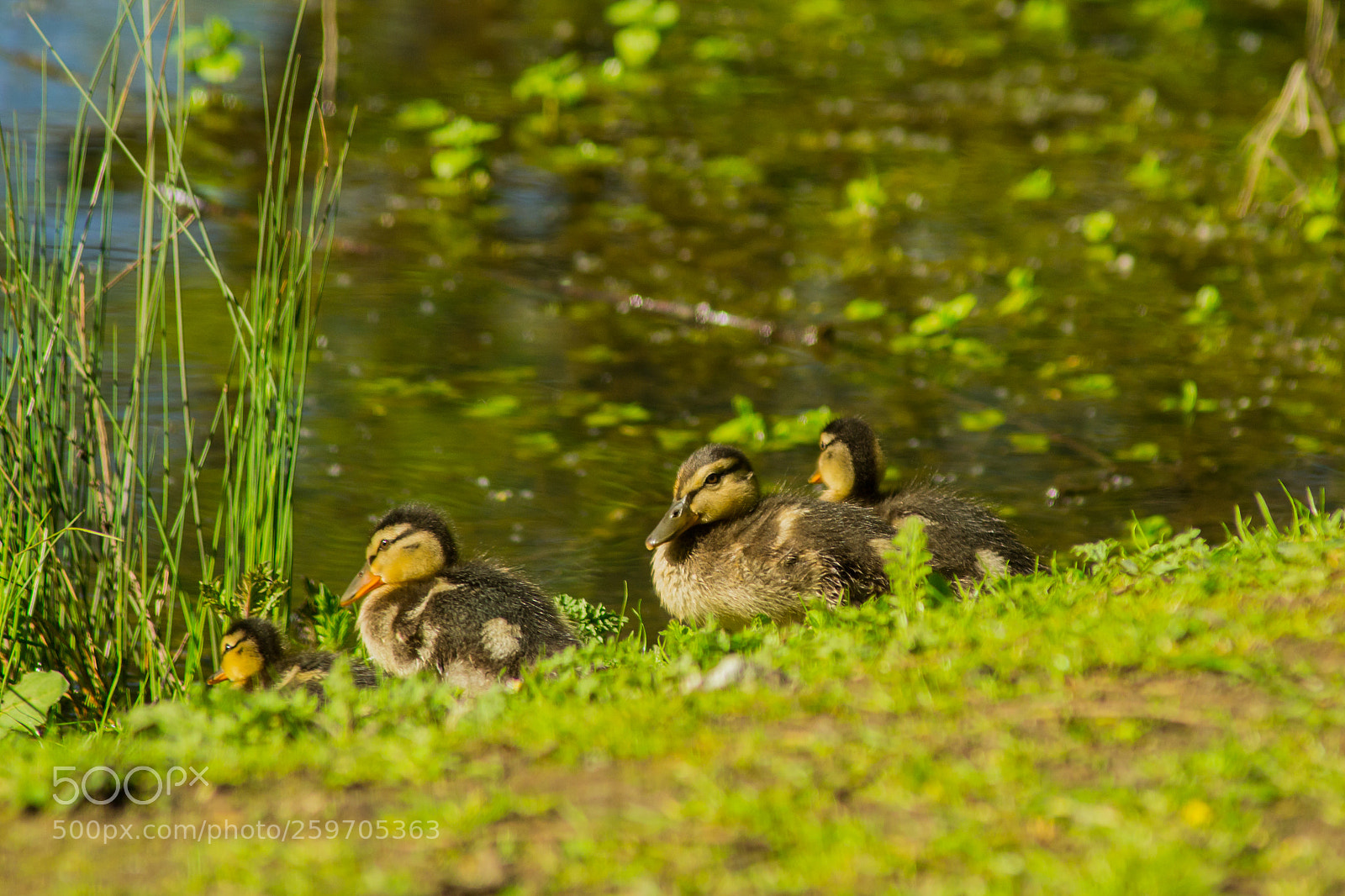 Nikon D3100 sample photo. Wildlife at sevenoaks photography