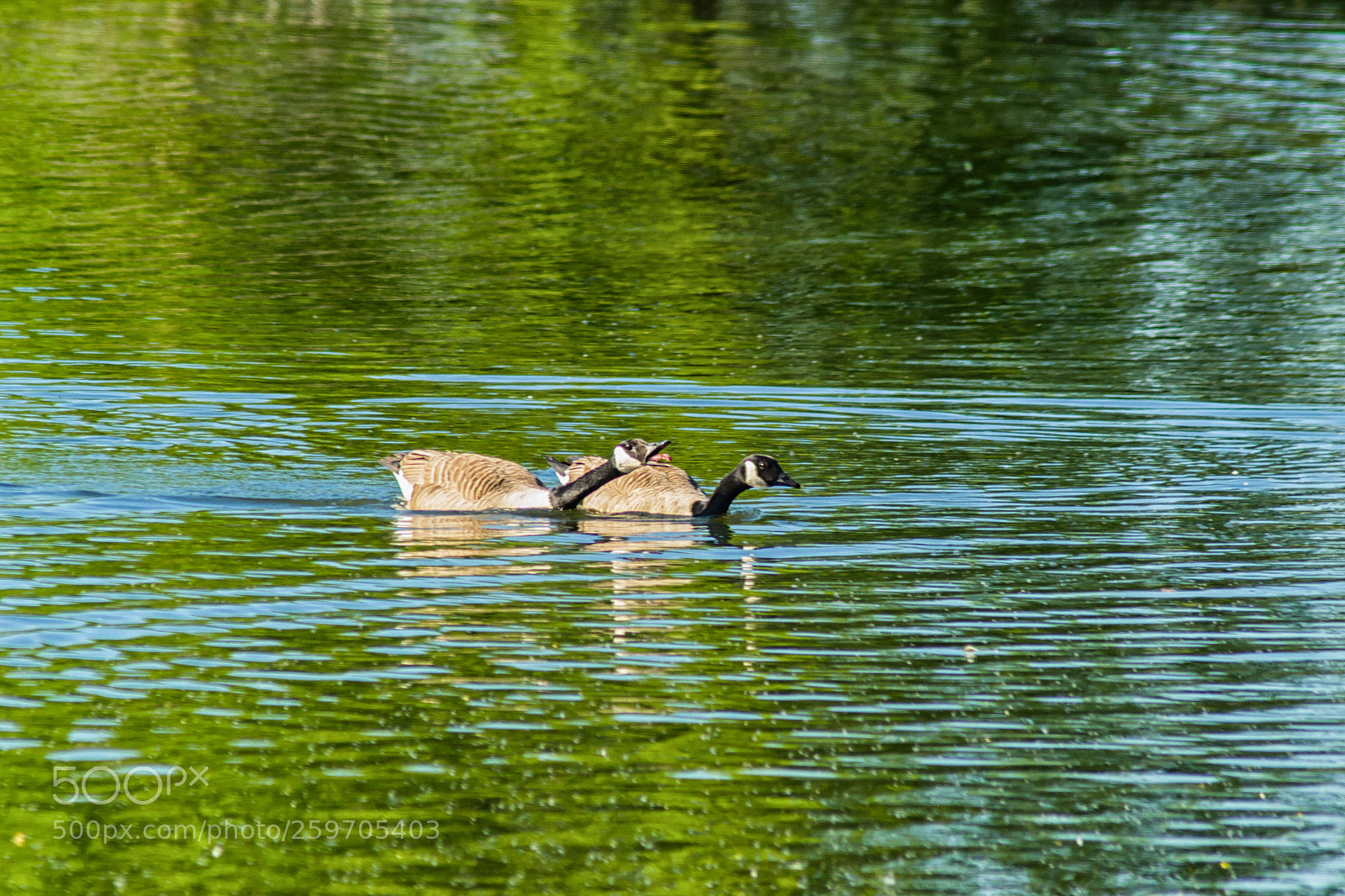 Nikon D3100 sample photo. Wildlife at sevenoaks photography