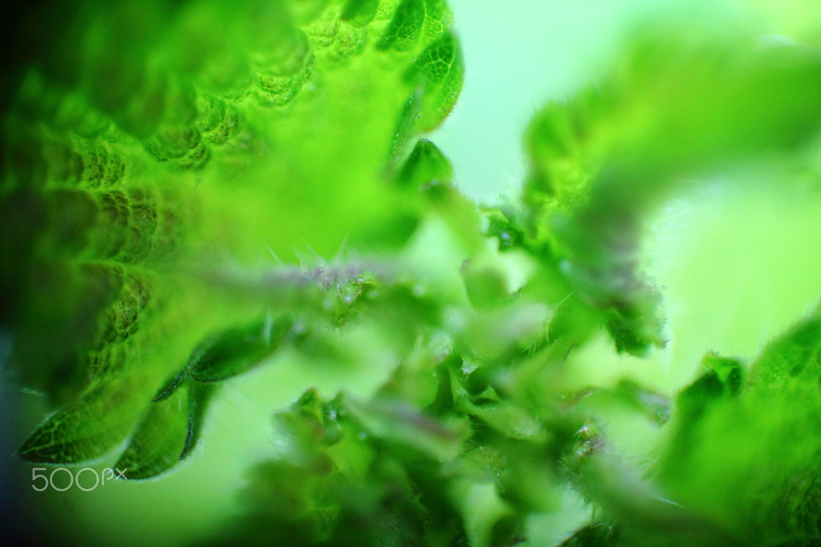 Canon EF 35-80mm f/4-5.6 sample photo. Nettle plant macro photography