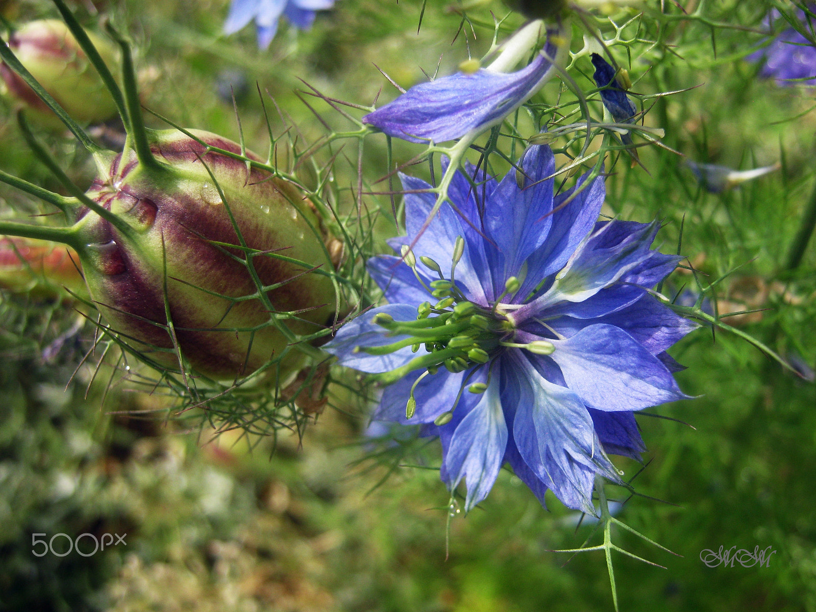 Canon PowerShot A800 sample photo. Only a blue flower ... photography