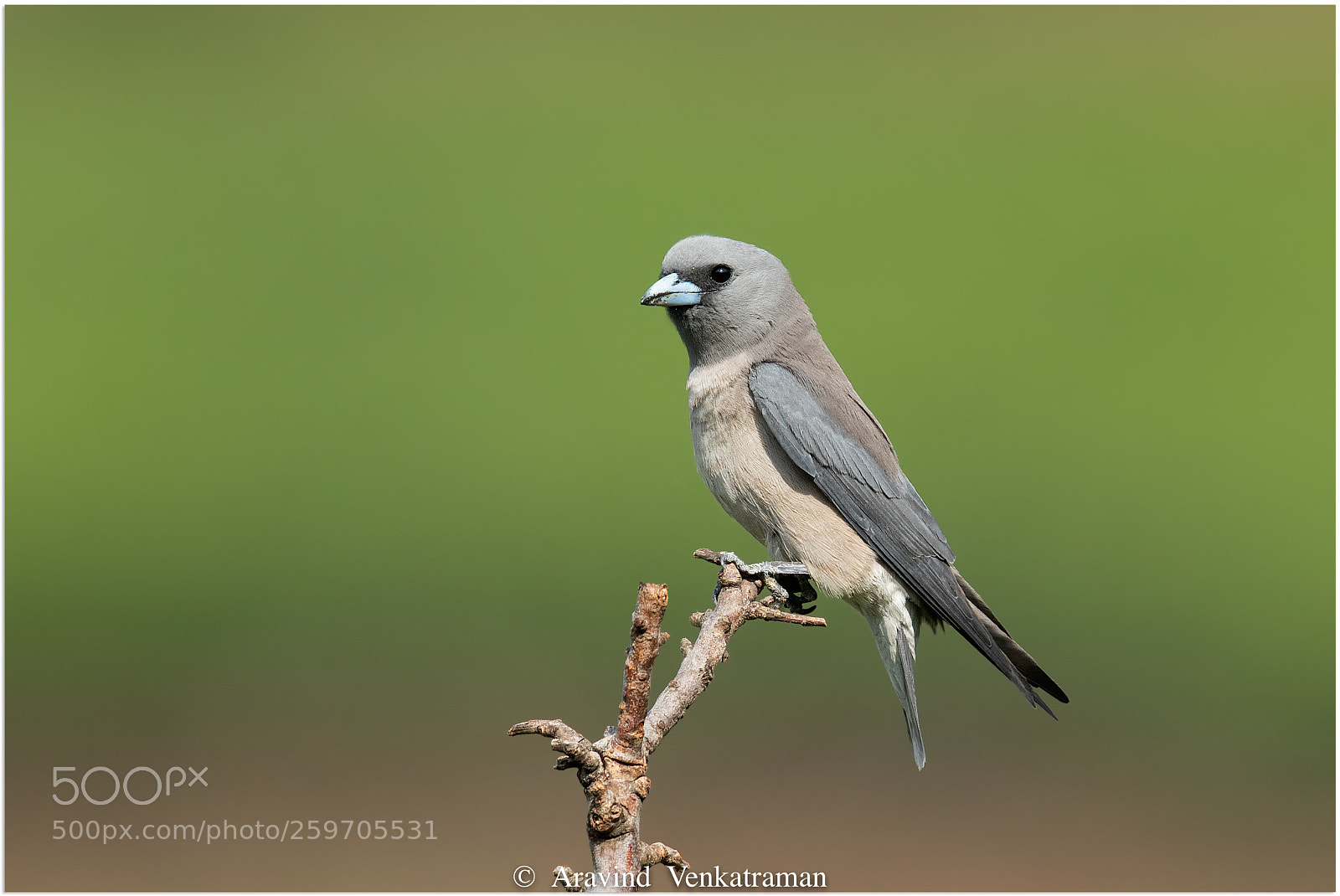 Canon EOS 7D Mark II sample photo. Ashy woodswallow photography