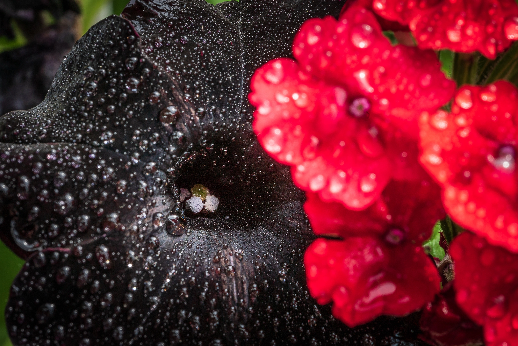Sony a7S II sample photo. Stamp of the petunia photography