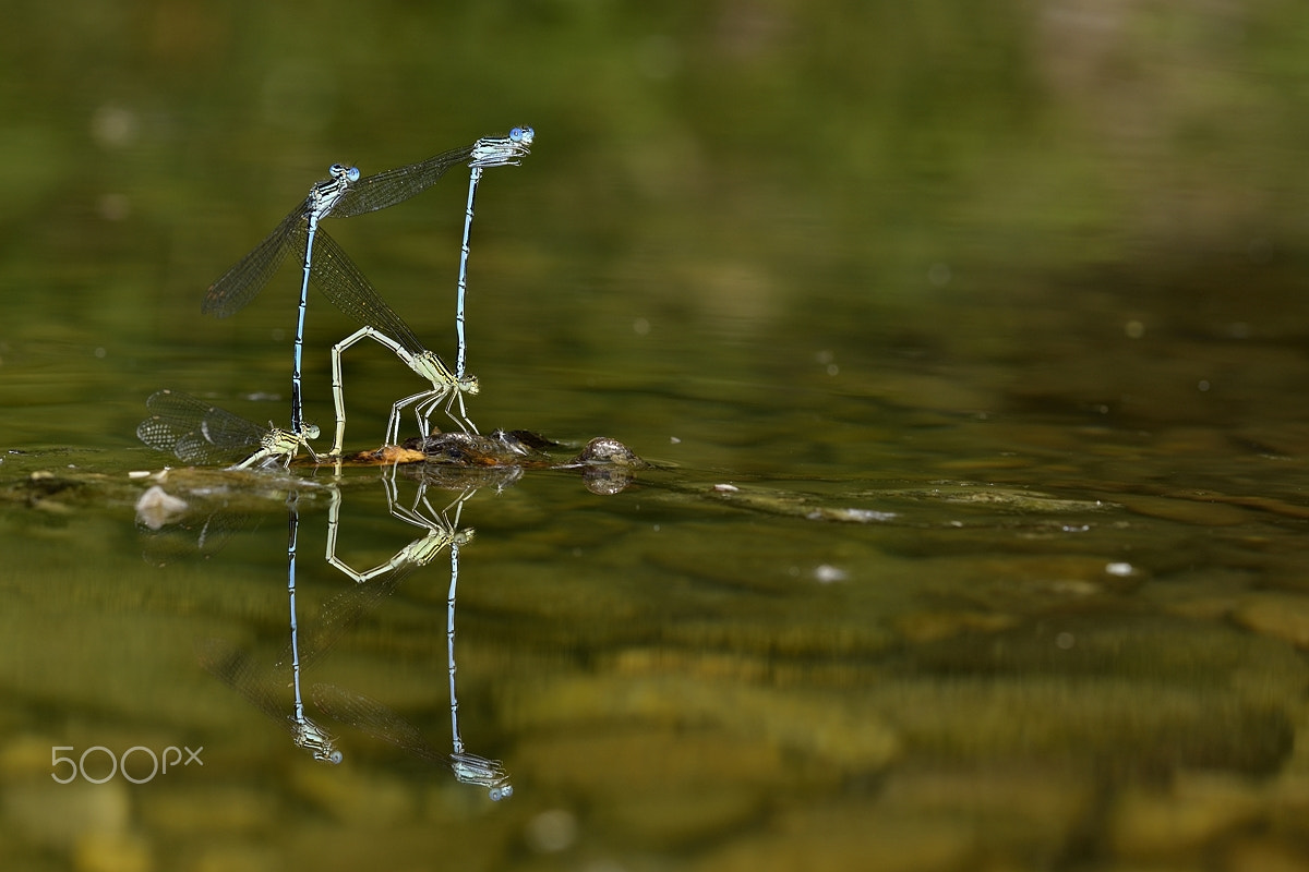 Nikon D500 + Nikon AF-S Micro-Nikkor 105mm F2.8G IF-ED VR sample photo. Azure damselfly photography