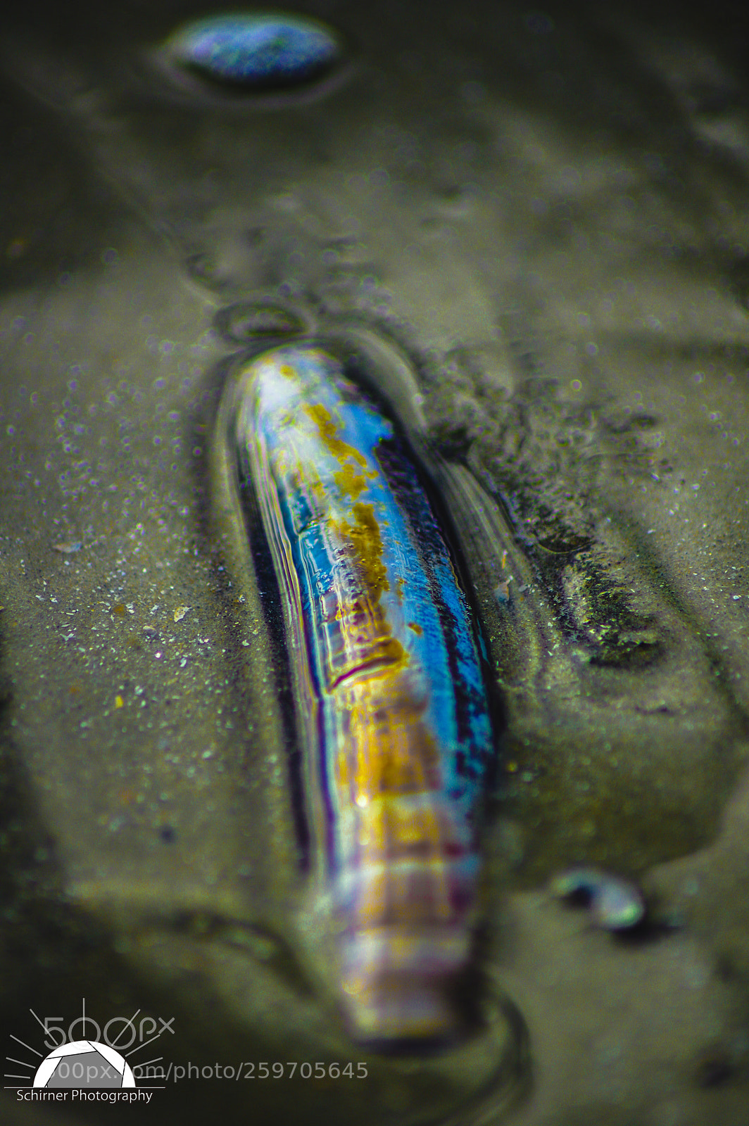 Pentax K-3 sample photo. Shell photography