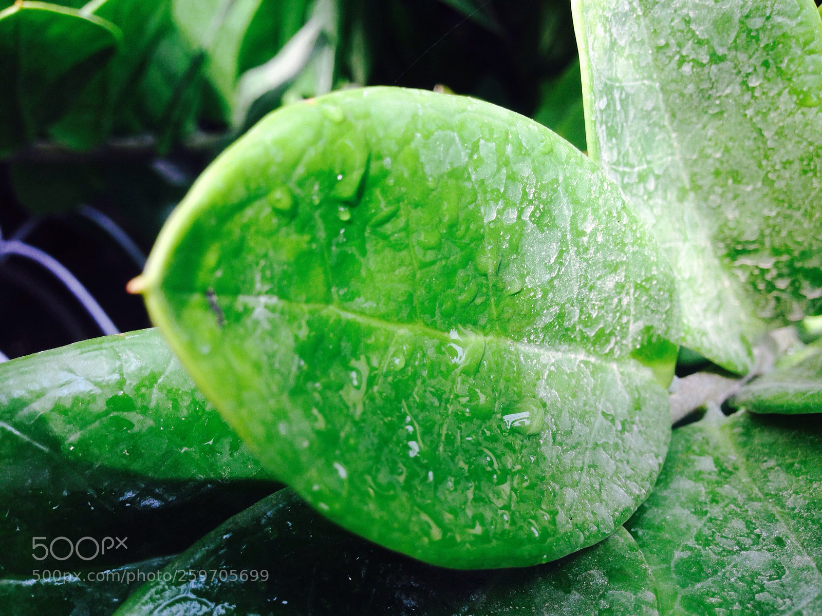 Apple iPhone 5 sample photo. I'm not professional photography