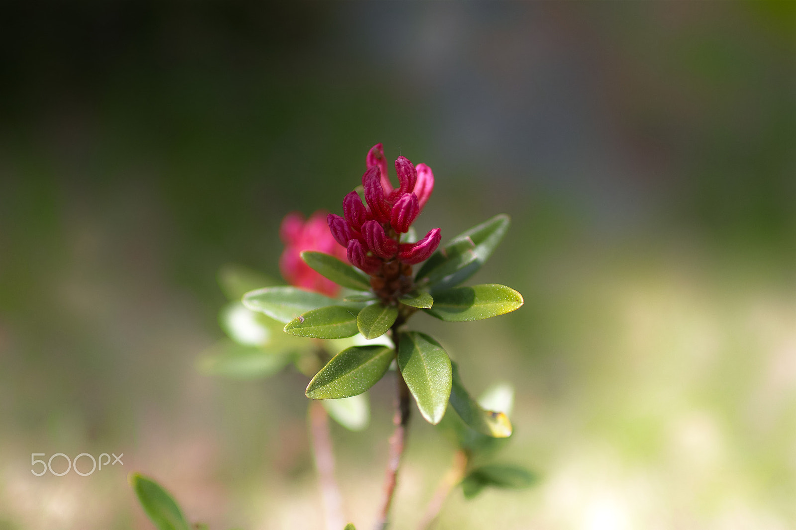 Sigma sd Quattro sample photo. Rododendro photography