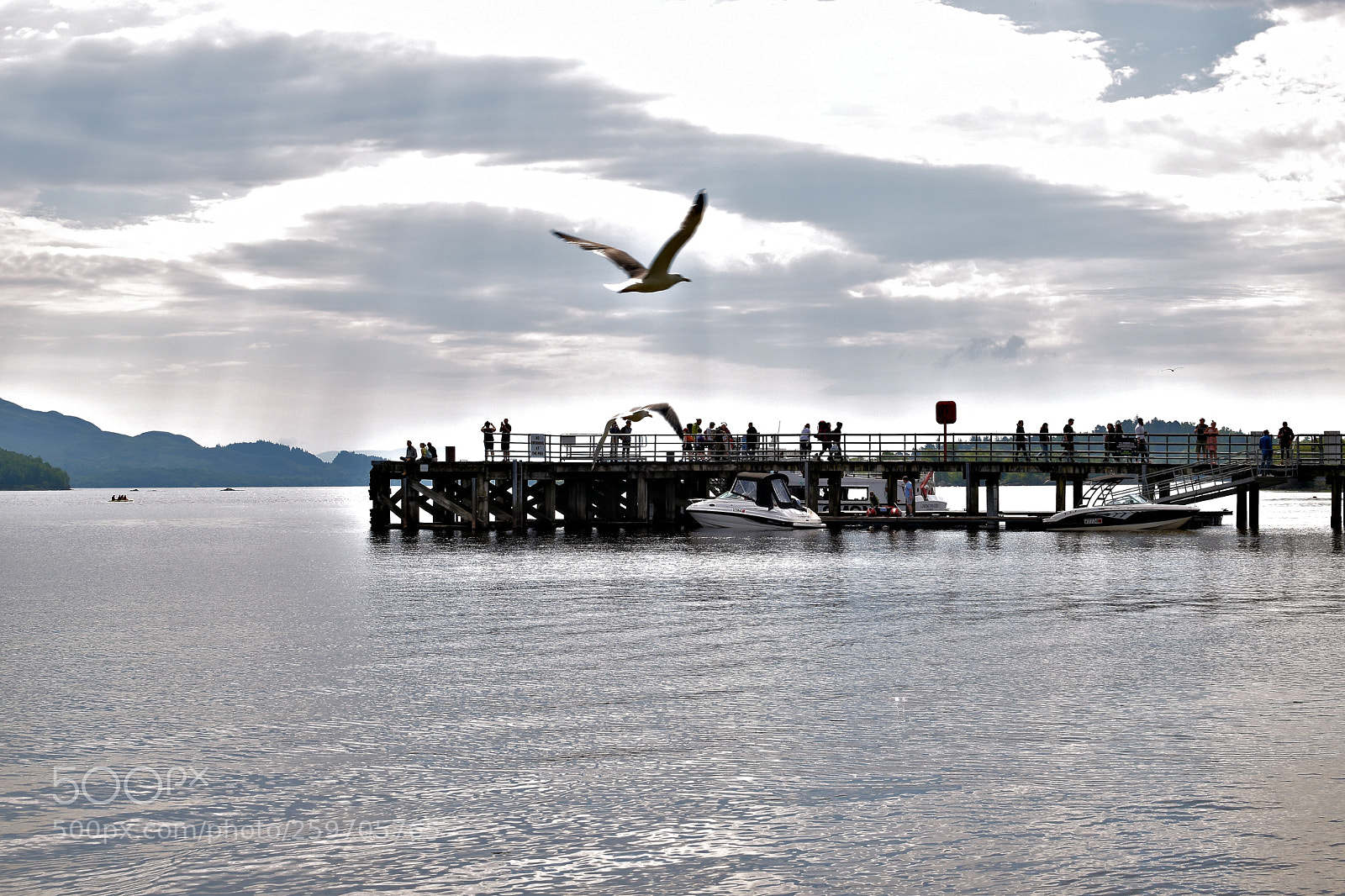 Nikon D5500 sample photo. Birds photography