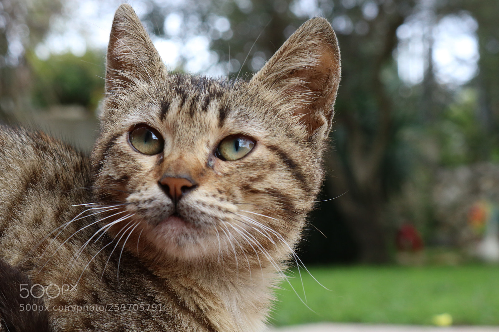 Canon EOS 750D (EOS Rebel T6i / EOS Kiss X8i) sample photo. Caty photography