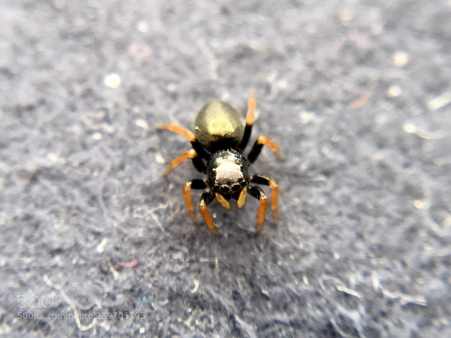 Apple iPhone 6s Plus sample photo. Untitled photography
