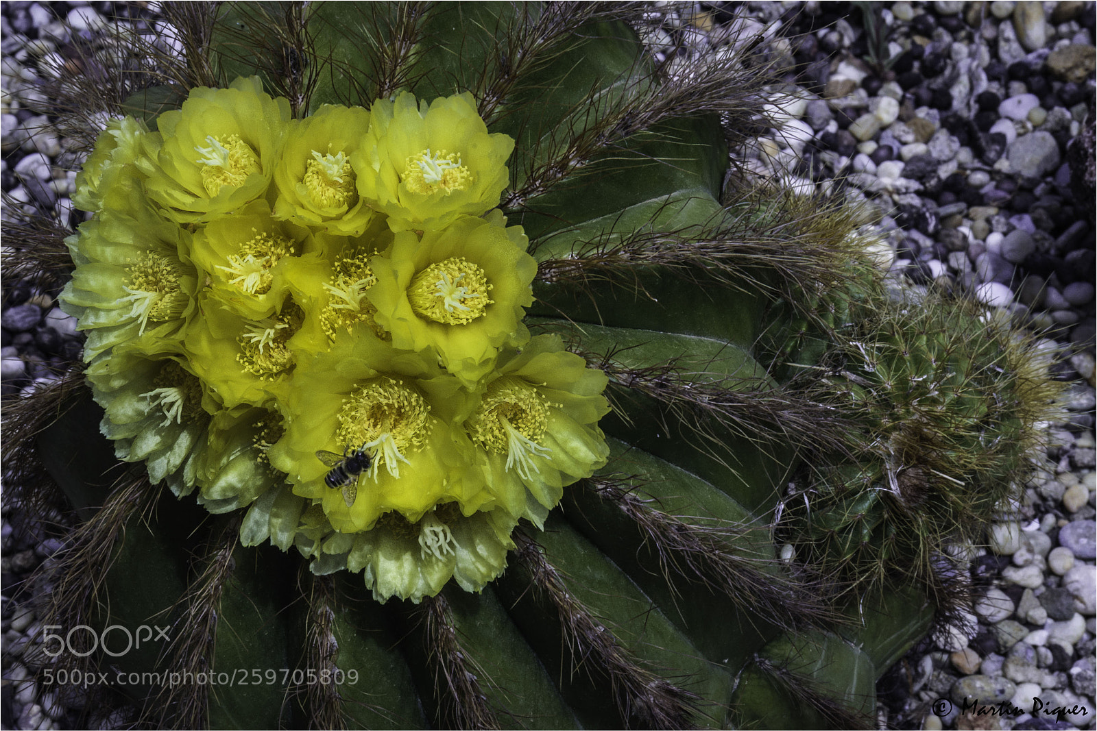 Canon EOS 6D sample photo. Cactus flower photography