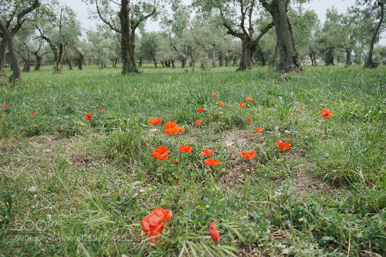 Sony a6300 sample photo. Presence photography
