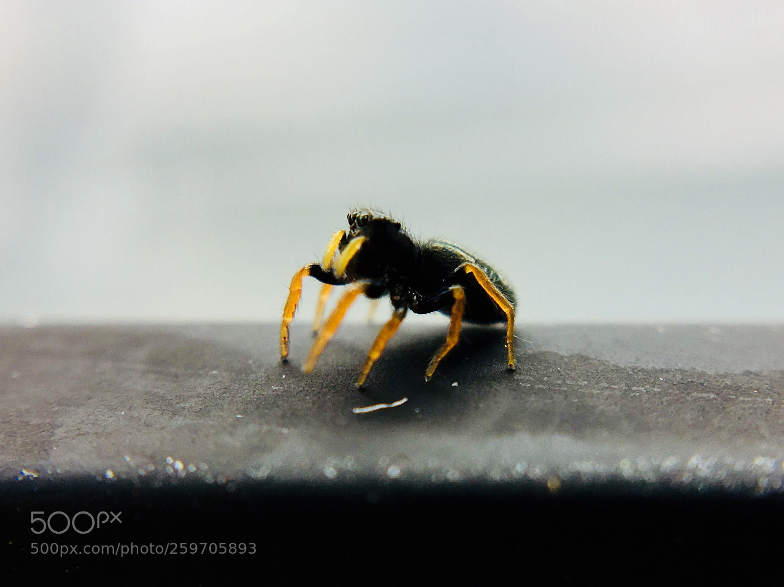 Apple iPhone 6s Plus sample photo. Untitled photography