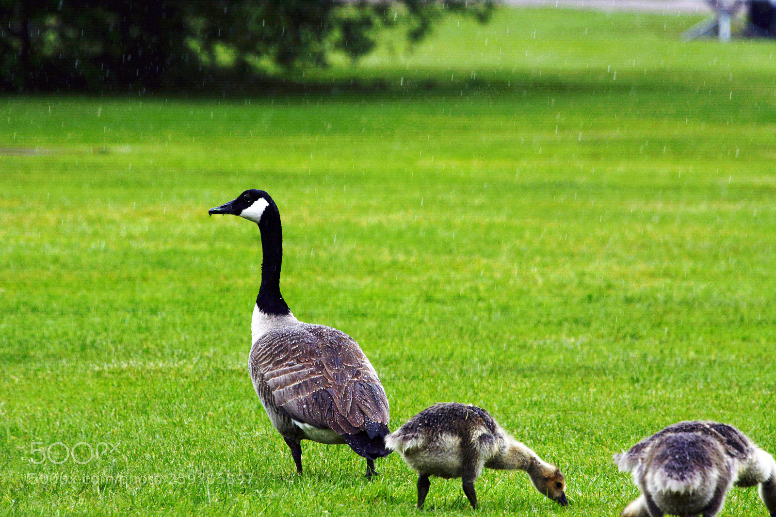 Nikon D7100 sample photo. Canadian goose photography