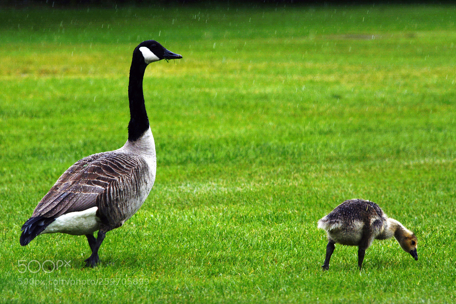 Nikon D7100 sample photo. Canadian goose photography
