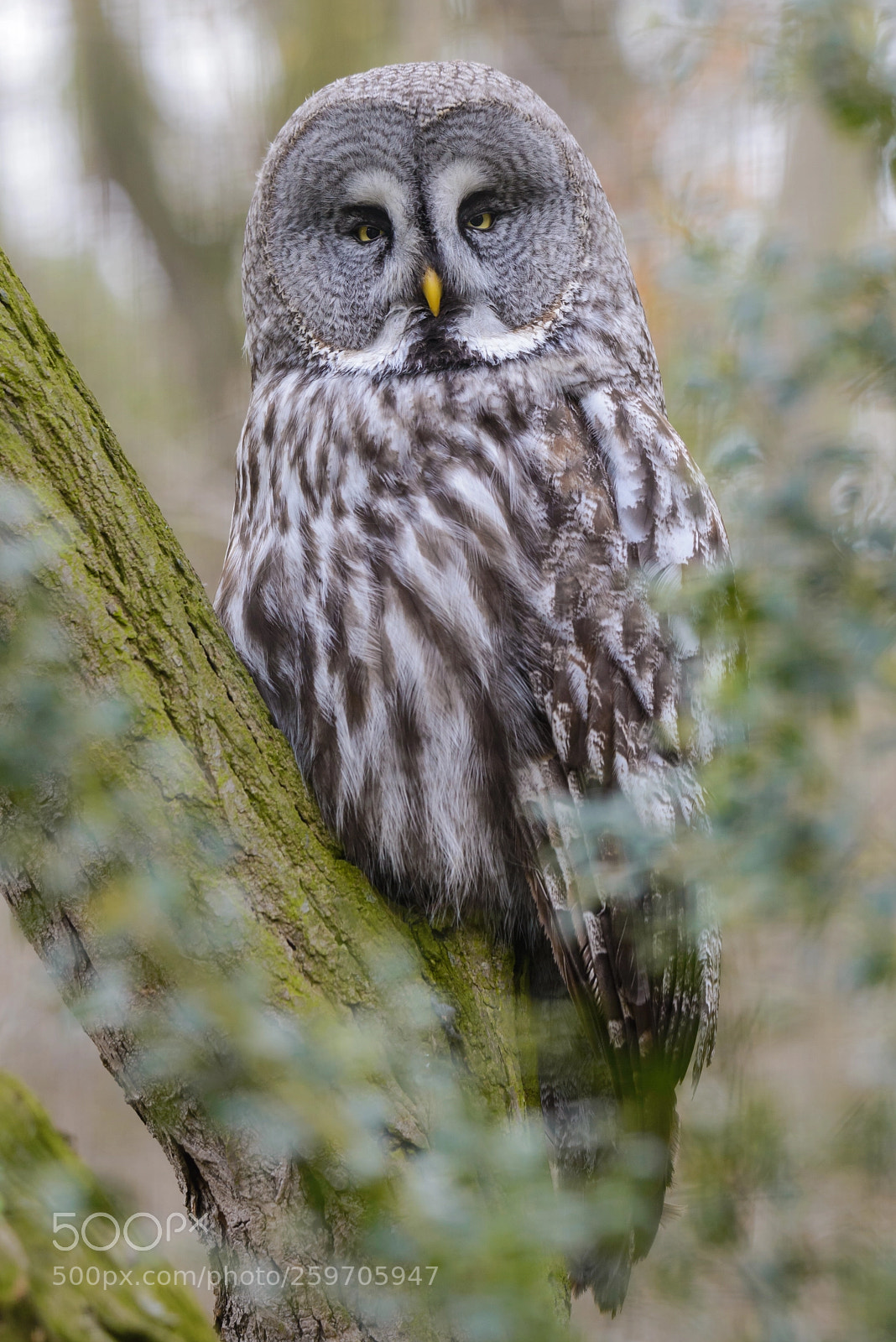 Nikon D600 sample photo. Great grey owl photography