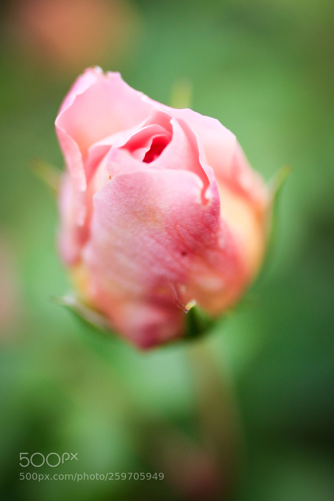 Canon EOS 70D sample photo. Pink rose photography