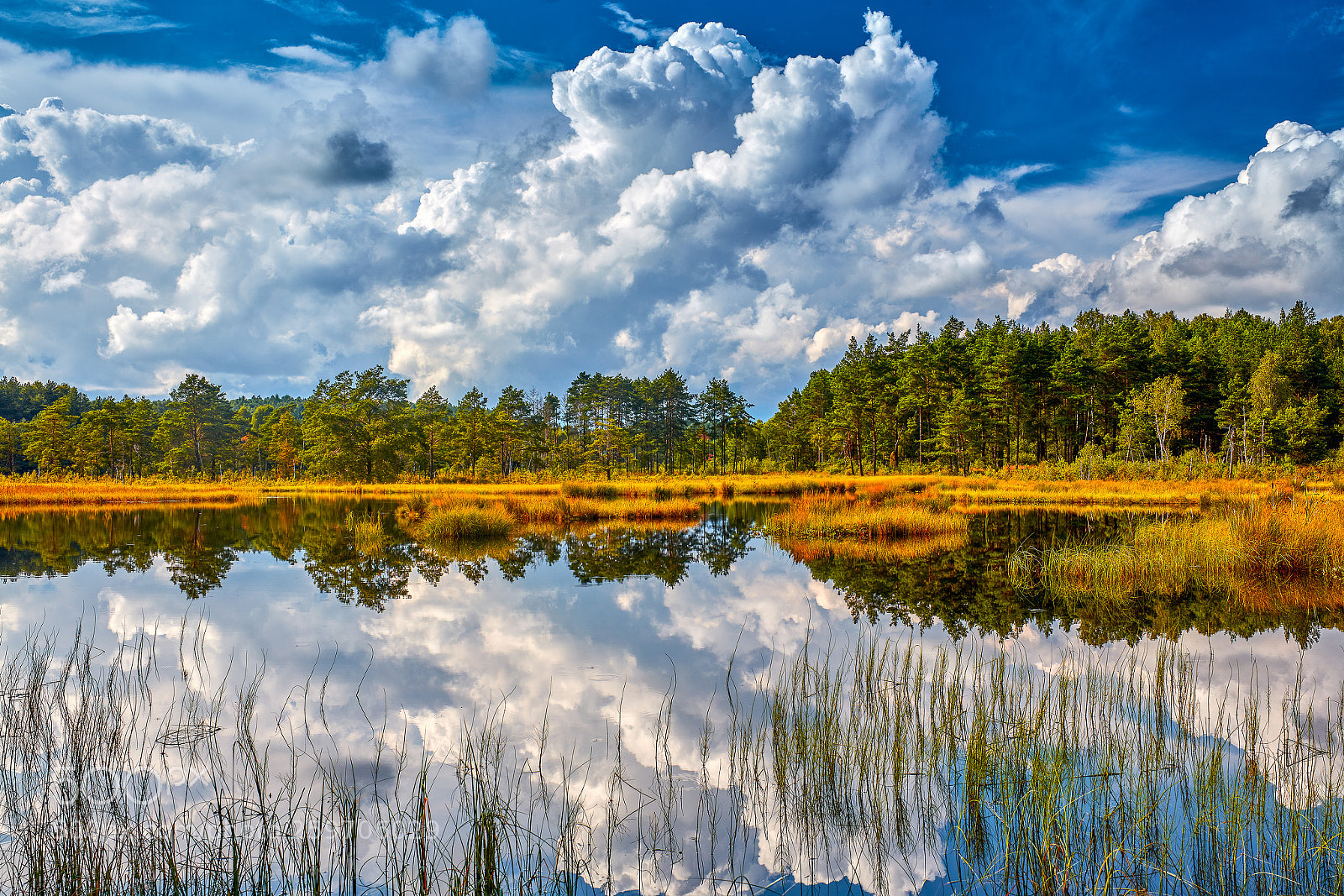 Canon EOS 5DS R sample photo. The mid-forest lake in photography