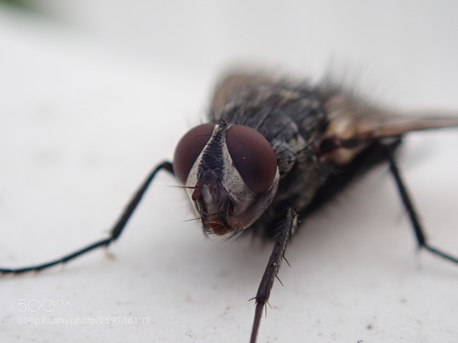 Olympus TG-5 sample photo. Look into my eye photography