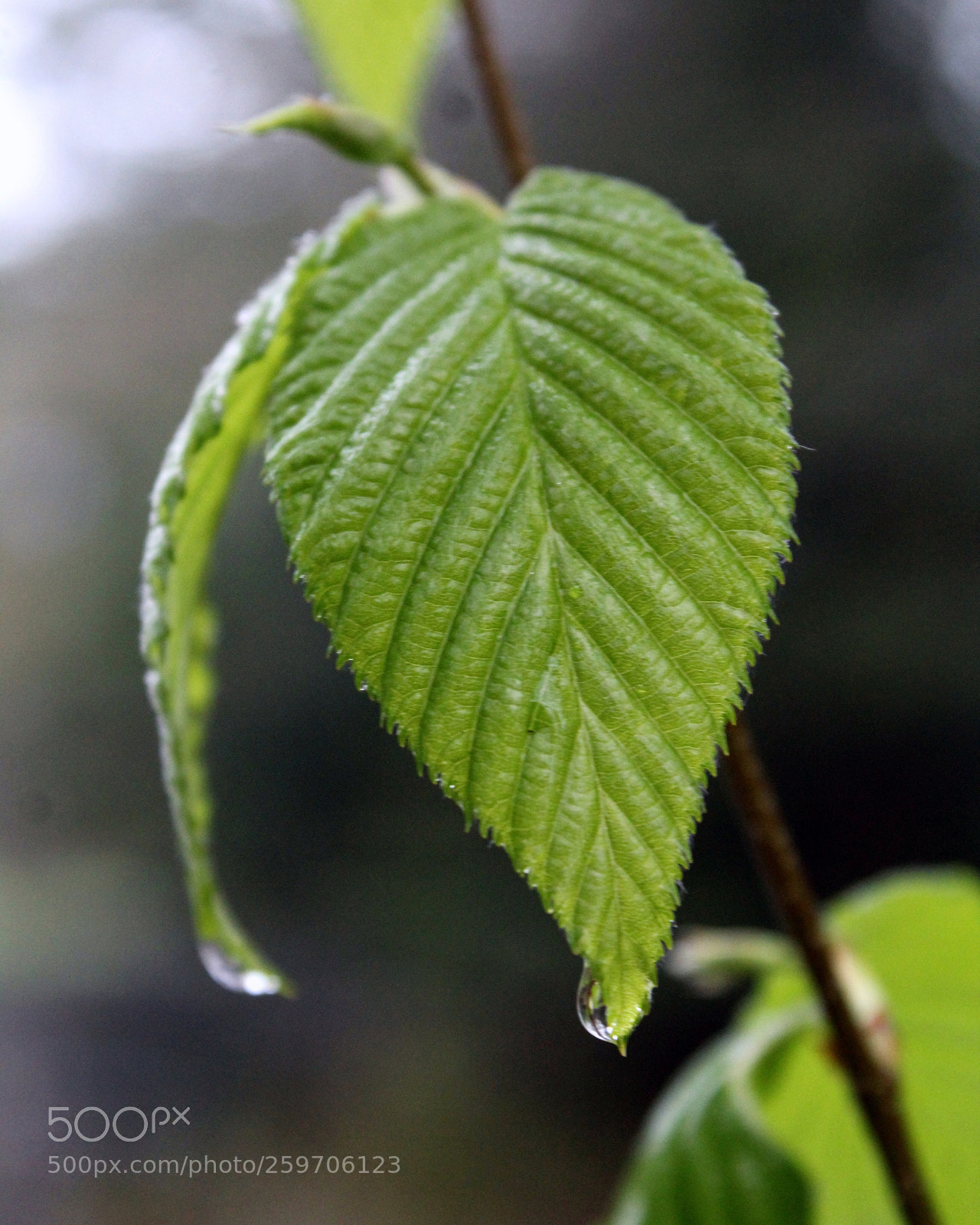 Canon EOS 1200D (EOS Rebel T5 / EOS Kiss X70 / EOS Hi) sample photo. Nature’s lines photography