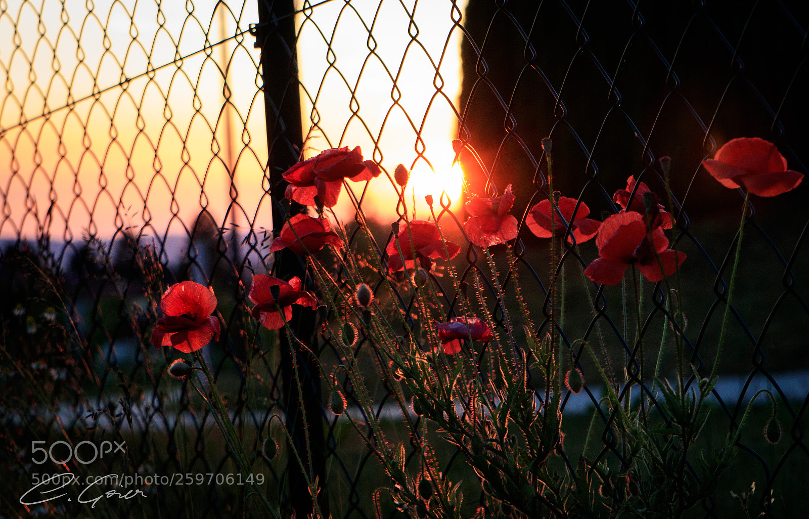 Canon EOS 77D (EOS 9000D / EOS 770D) sample photo. Poppies in the sunset photography