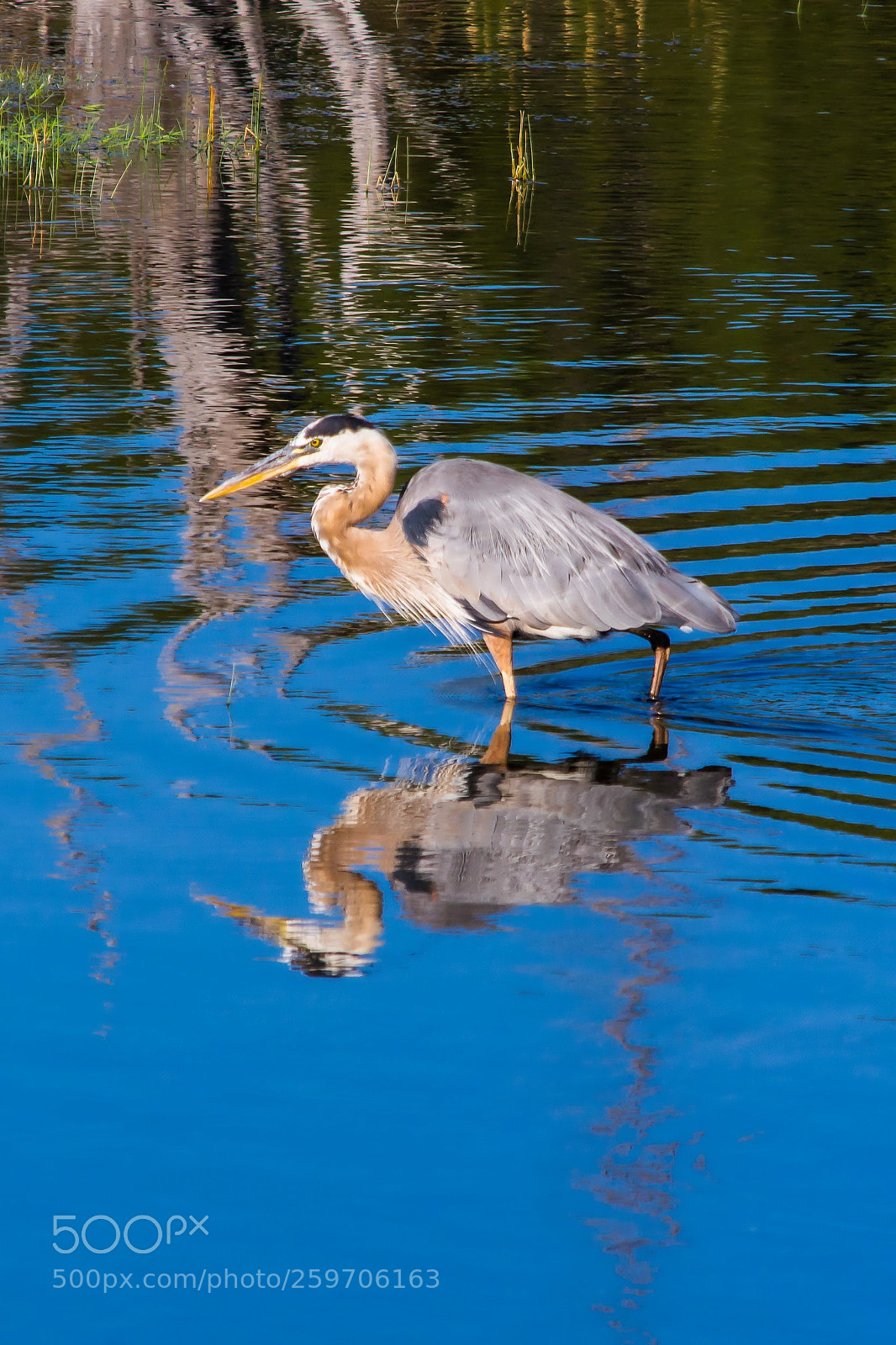 Nikon D7100 sample photo. Great blue heron photography