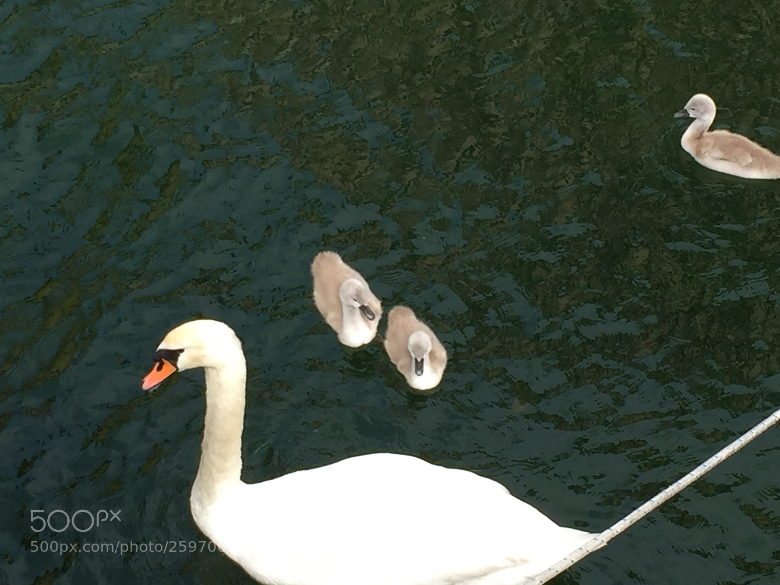 Apple iPhone 6 sample photo. Untitled photography