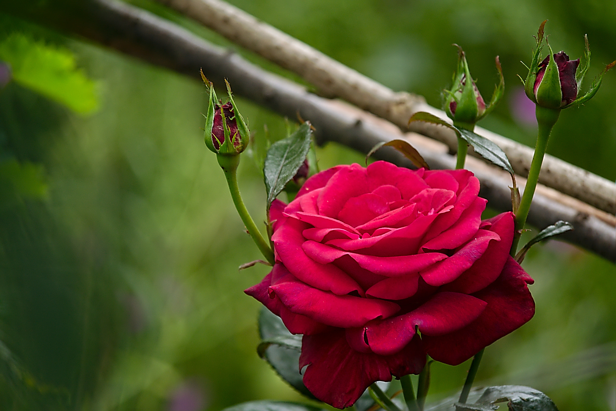 Panasonic Lumix DMC-GM1 sample photo. 2018 05 27 04 red rose.jpg photography