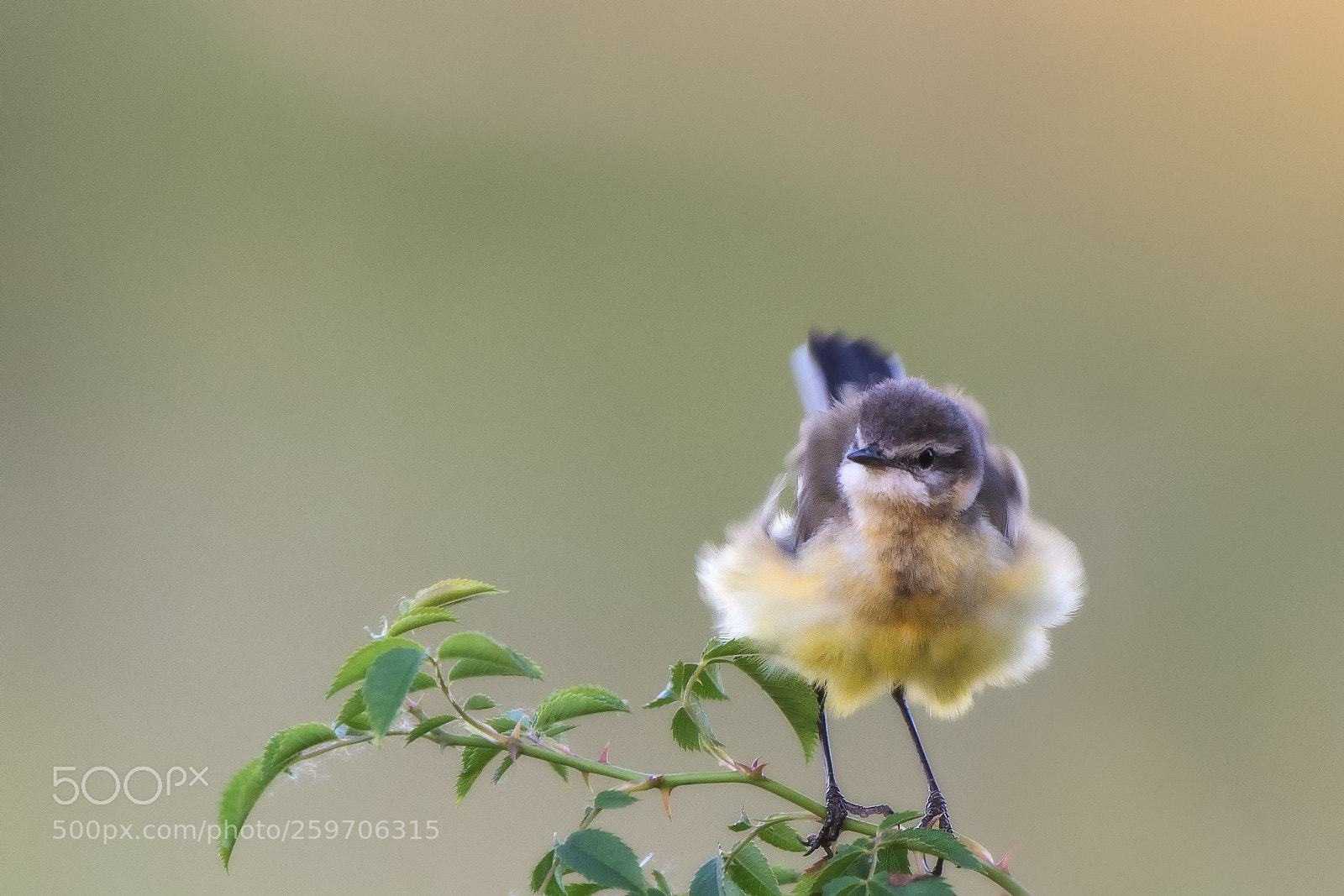 Nikon D500 sample photo. Young yellow wagtail... photography