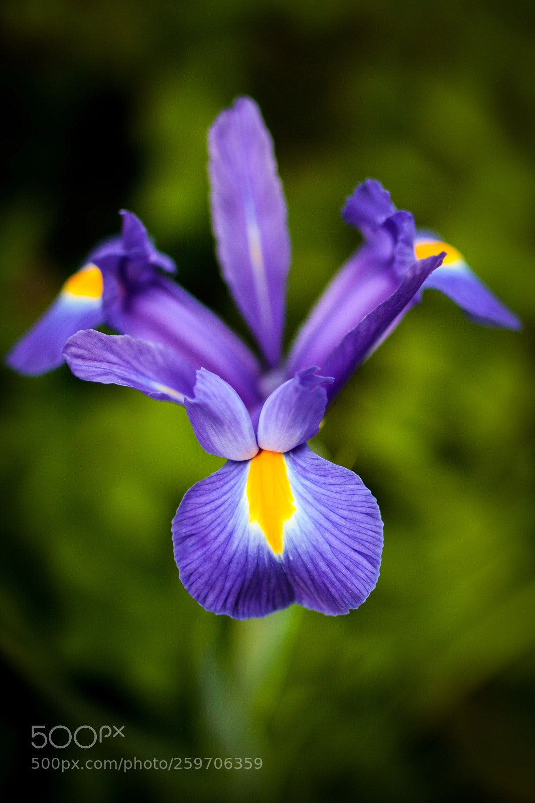 Canon EOS 70D sample photo. Mrs. iris garden photography